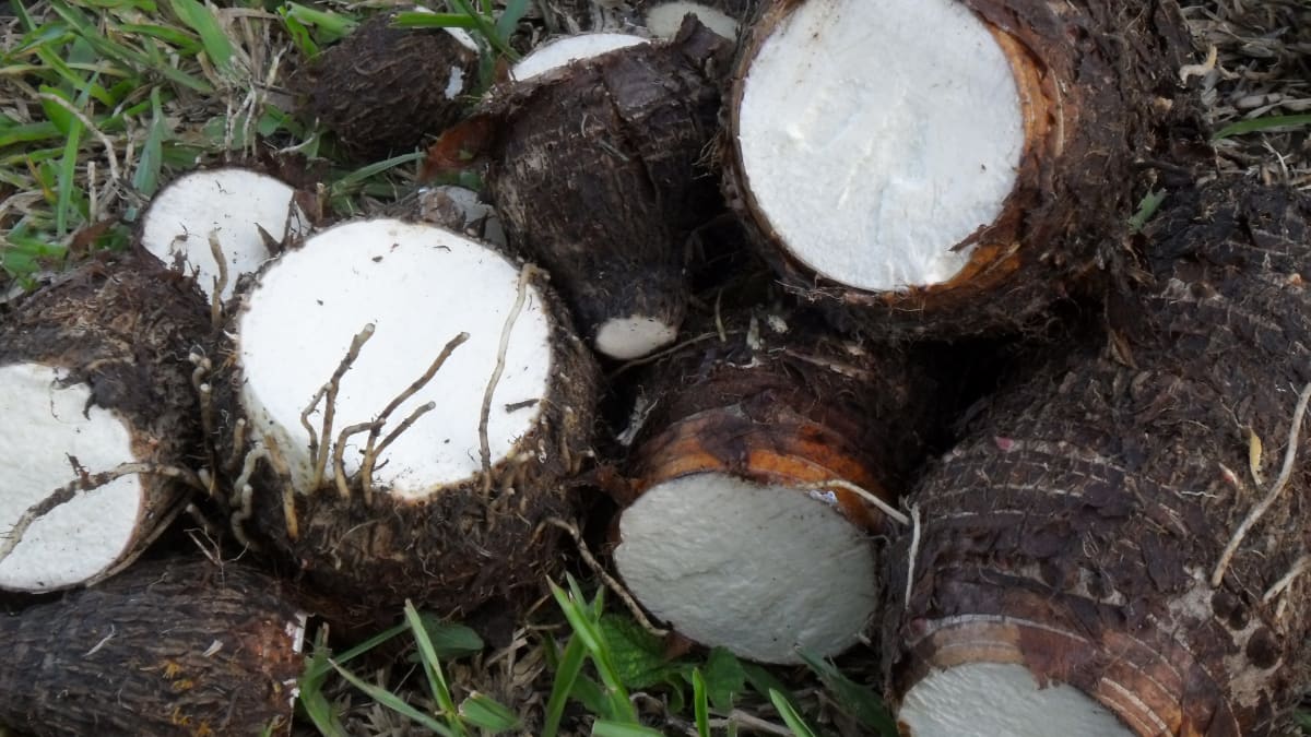 what-is-taro-otherwise-known-as-coco-yam-or-cocoyam